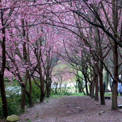 Cherry blossoms at Wuling Farm